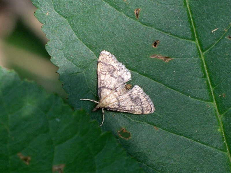 Farfallina da identificare  - Metasia ophialis